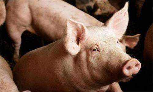 今日猪肉价格12月26日猪价多少,今日猪价全国生猪价格表