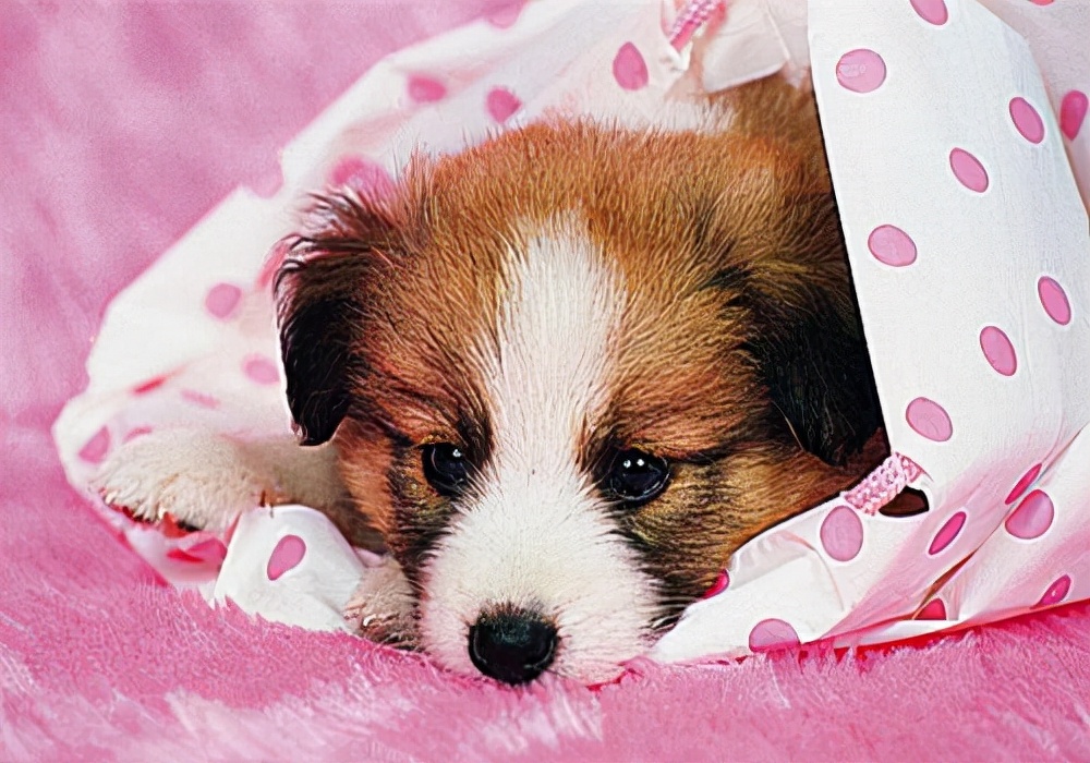 养宠日记:小狗月经来了呕吐是怎么回事?应该采取什么措施处理?