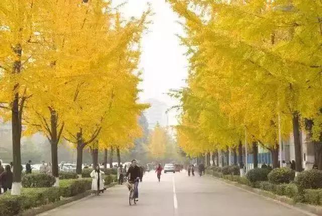 武侯银杏,武侯看银杏最好的地方