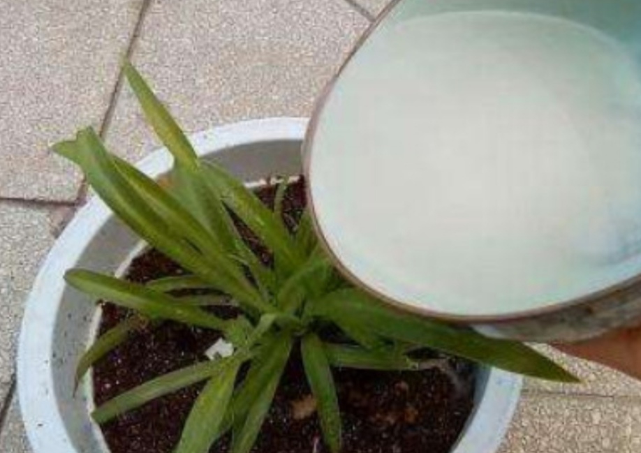 家里养花养鱼有什么好处,养花浇淘米水好吗