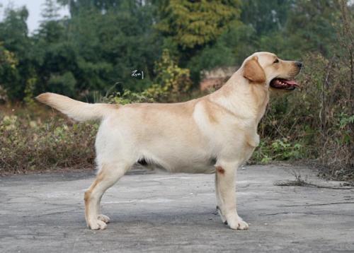 拉布拉多幼犬喜欢乱蹦扑人,拉布拉多犬扑人怎么纠正