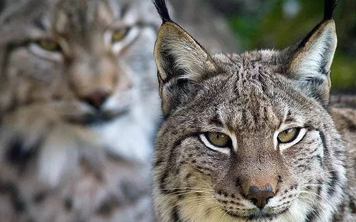 威士忌软木塞如何保存,威士忌为什么用木塞