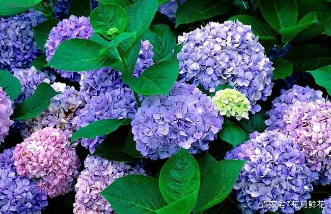 送长辈的鲜花花语,浪漫花语鲜花婚庆