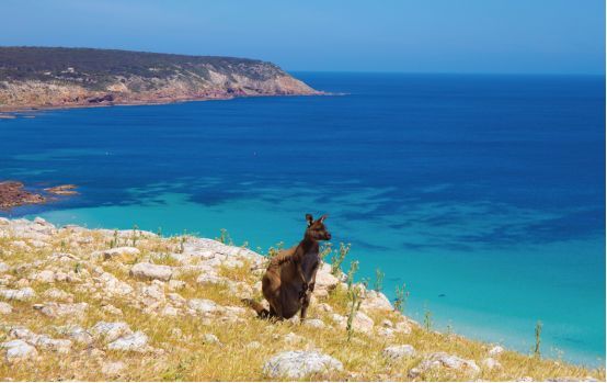 让黄晓明上瘾的南澳大利亚，到底有什么魔力？