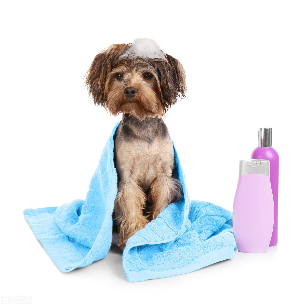 宠物狗专用沐浴露哪个牌子好,狗的沐浴露和人的沐浴露区别