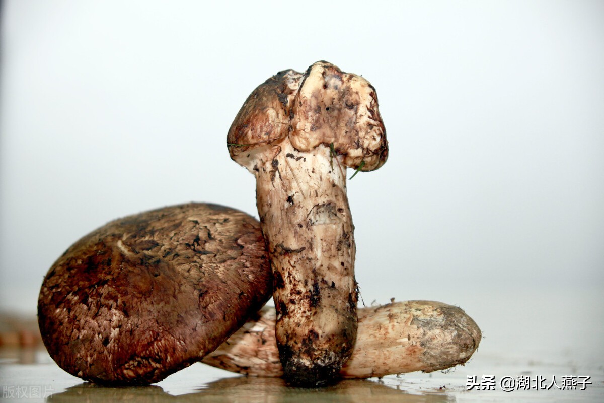 各种可以吃的野菜图片大全及名称 (100种野菜图片大全和名称和吃法)