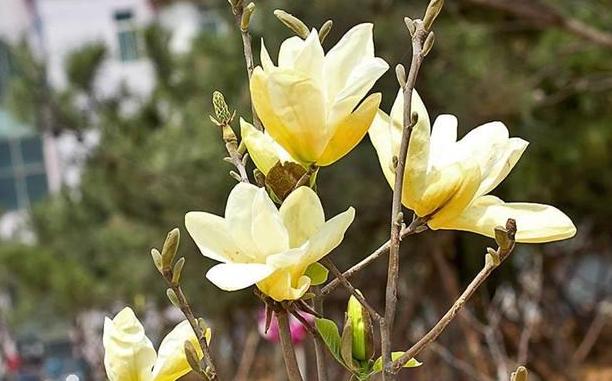 白玉兰黑叶,黑叶白玉兰救活方法