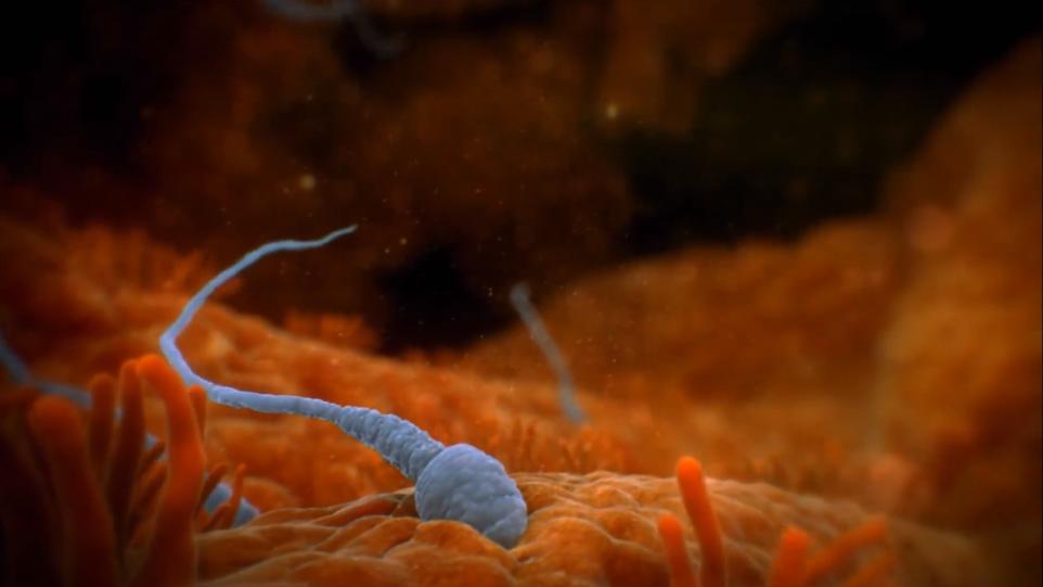 精子和卵子在相遇那一刻就定性了,精子卵子相遇产生五彩斑斓的光