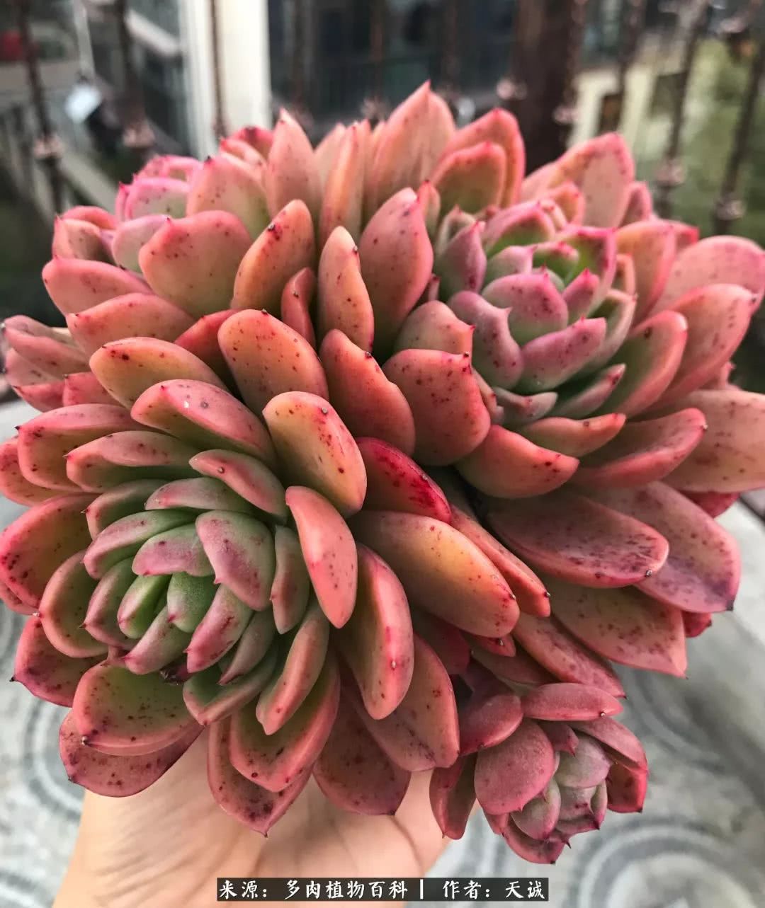 多肉从小养到大的过程,真爱的力量教程