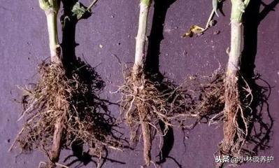 戊唑醇灌根能预防土传病害吗,气传病害和土传病害的防治措施