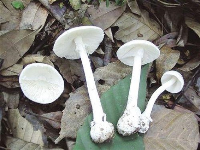 野生蘑菇用大蒜能鉴别有毒吗,野生蘑菇怎么鉴别