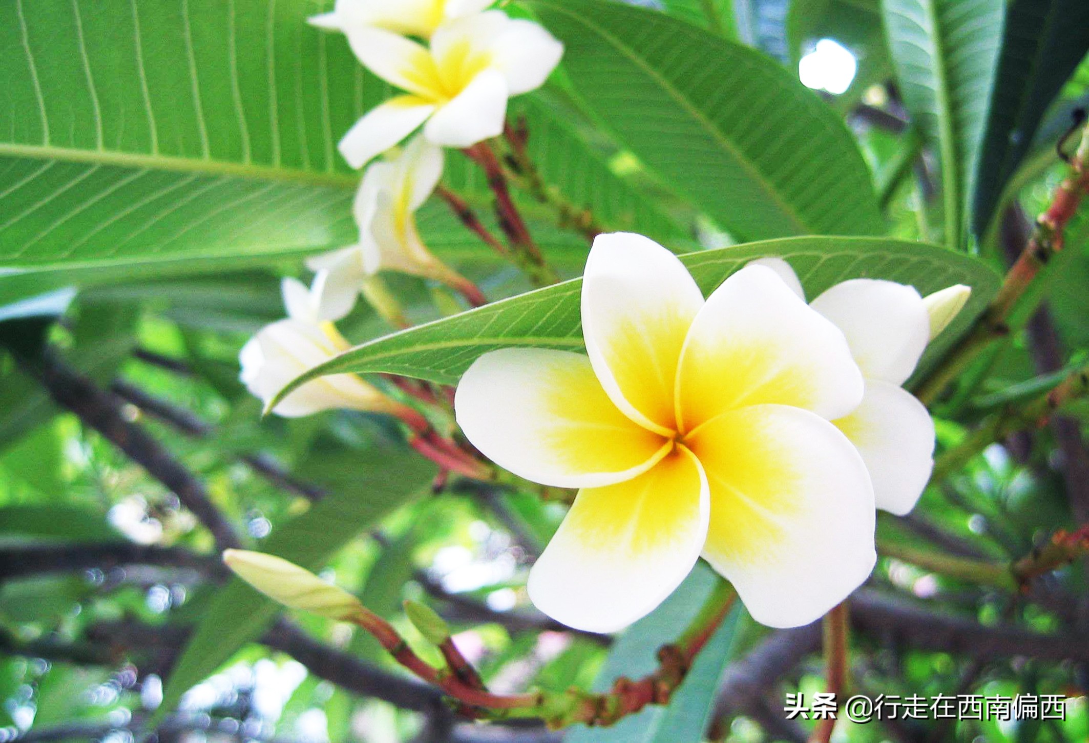 西双版纳五树六花185平米,西双版纳花的世界