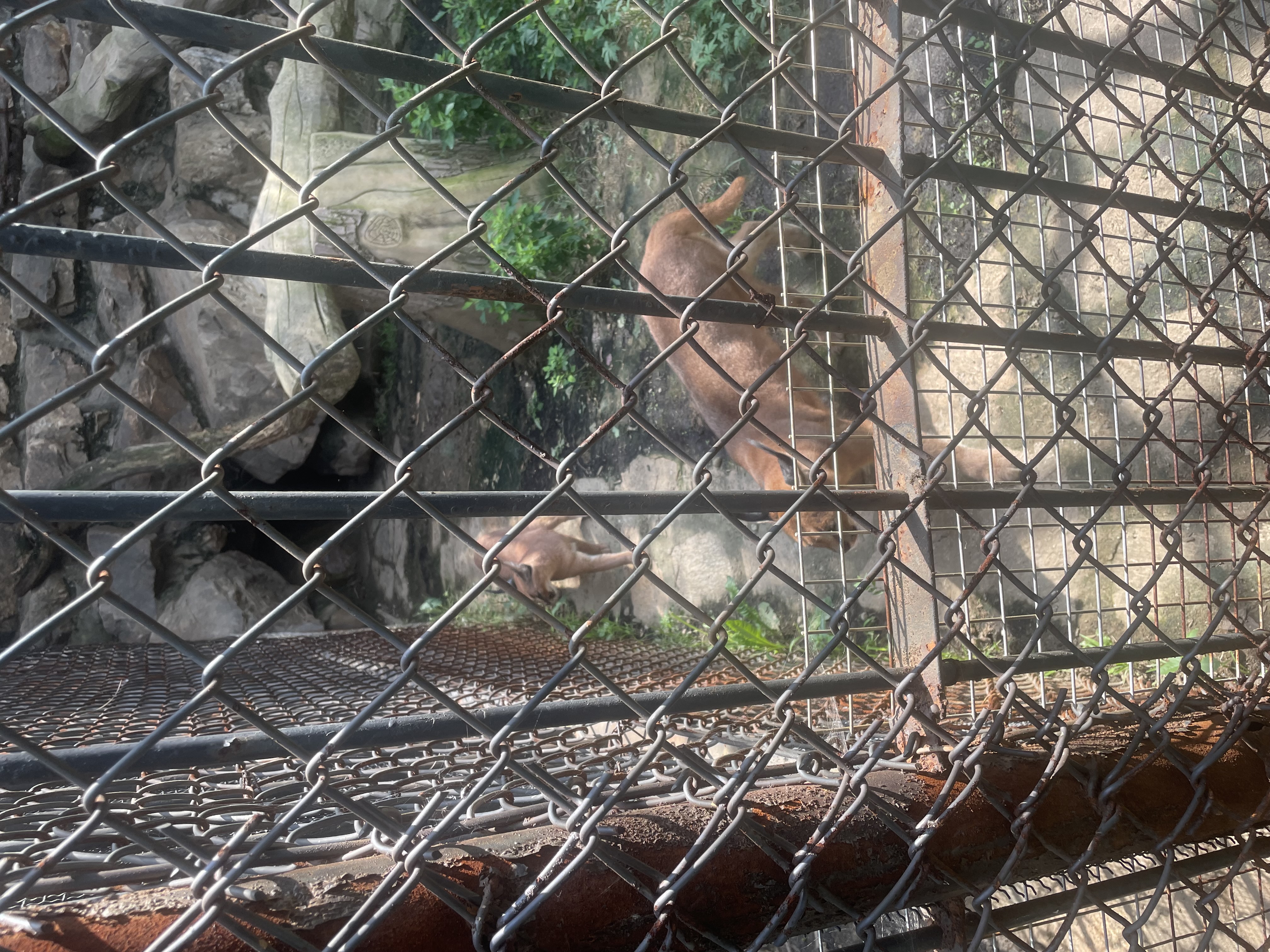 沈阳森林动物园春游,五一小长假去沈阳森林动物园游玩