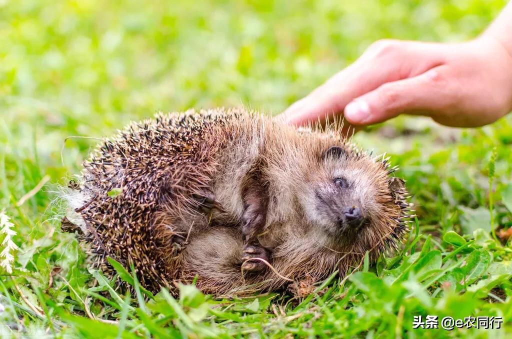 鍐滅敯濡備綍棰勯槻鍒虹尙,閲庡鎹＄殑鍒虹尙鑳藉吇涔堢姱娉曚箞