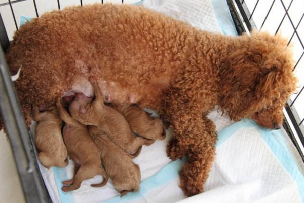 小狗崽断奶了吃什么,开水冲鸡蛋凉后泡狗粮喂断奶小狗