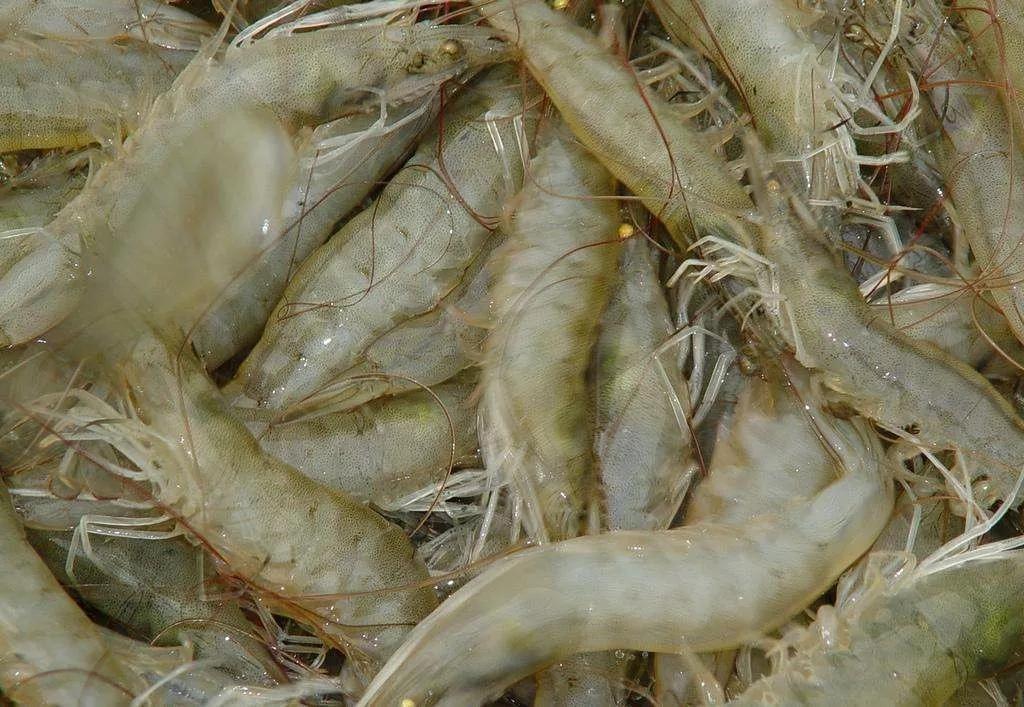 养虾新模式新技术,养虾致富有方