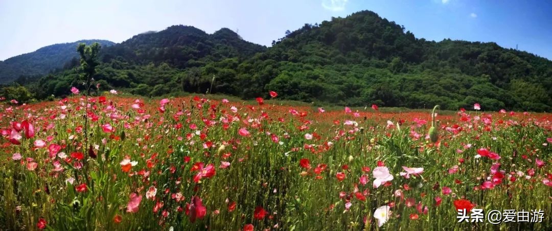 疫情后旅行新玩法,“州”游之衢州四天三夜