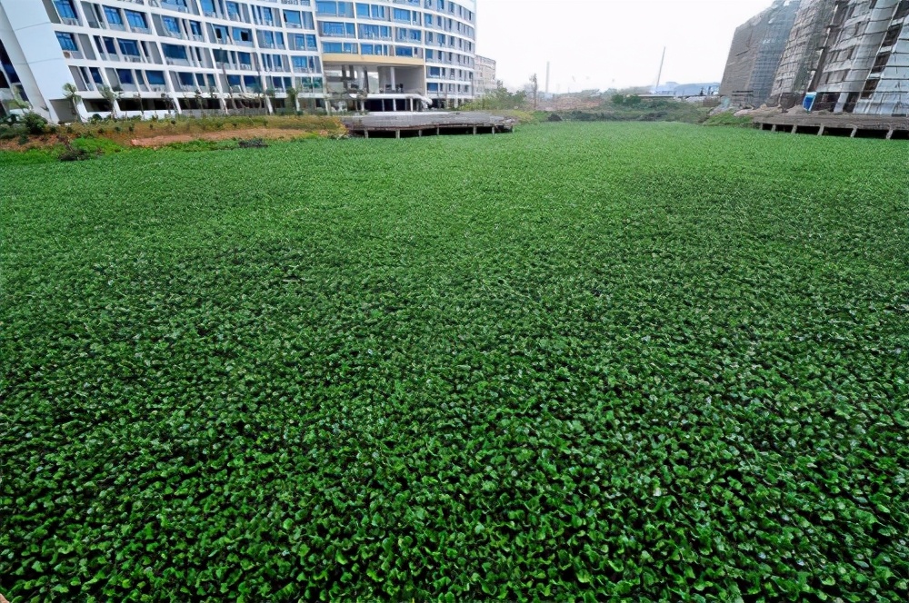 水葫芦入侵过程,水葫芦入侵方法
