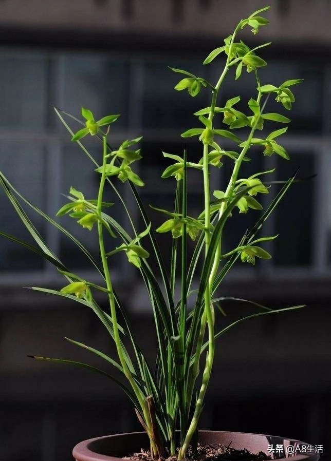 兰花蕙兰十大名品,蕙兰名品大全欣赏