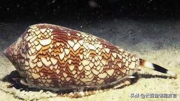 世界上的十种剧毒,世界上富有剧毒的十种生物