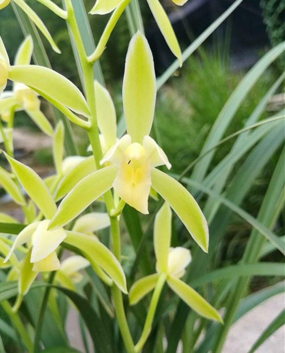 兰花既好养又开花香的品种,哪种兰花名贵且香味最好