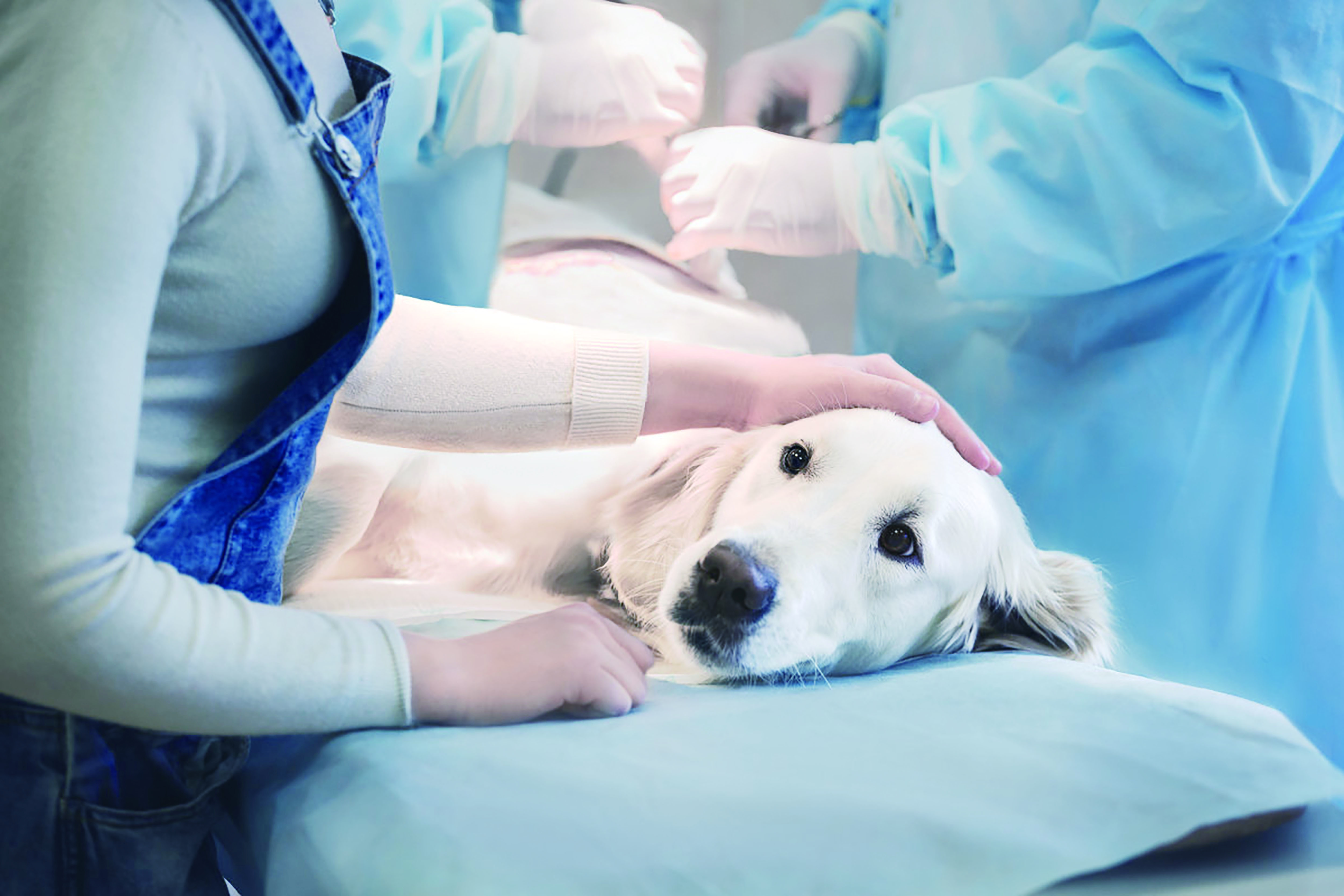 狗狗长了脂肪瘤到底该不该切除？