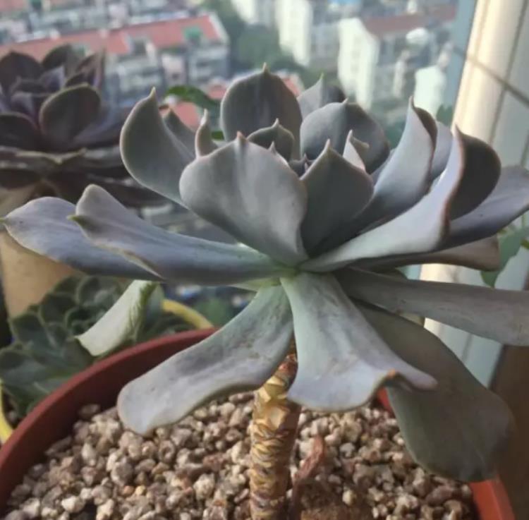 网购多肉老桩心欢喜，上盆时却犯了愁，应该怎么操作？