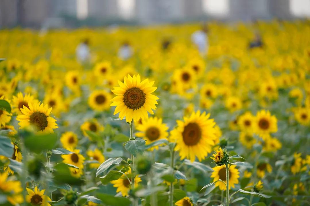 五一假期超4200万人次游四川,北碚国庆旅游收入