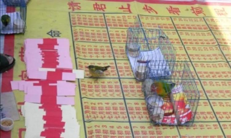 黄雀看相,识破江湖骗术