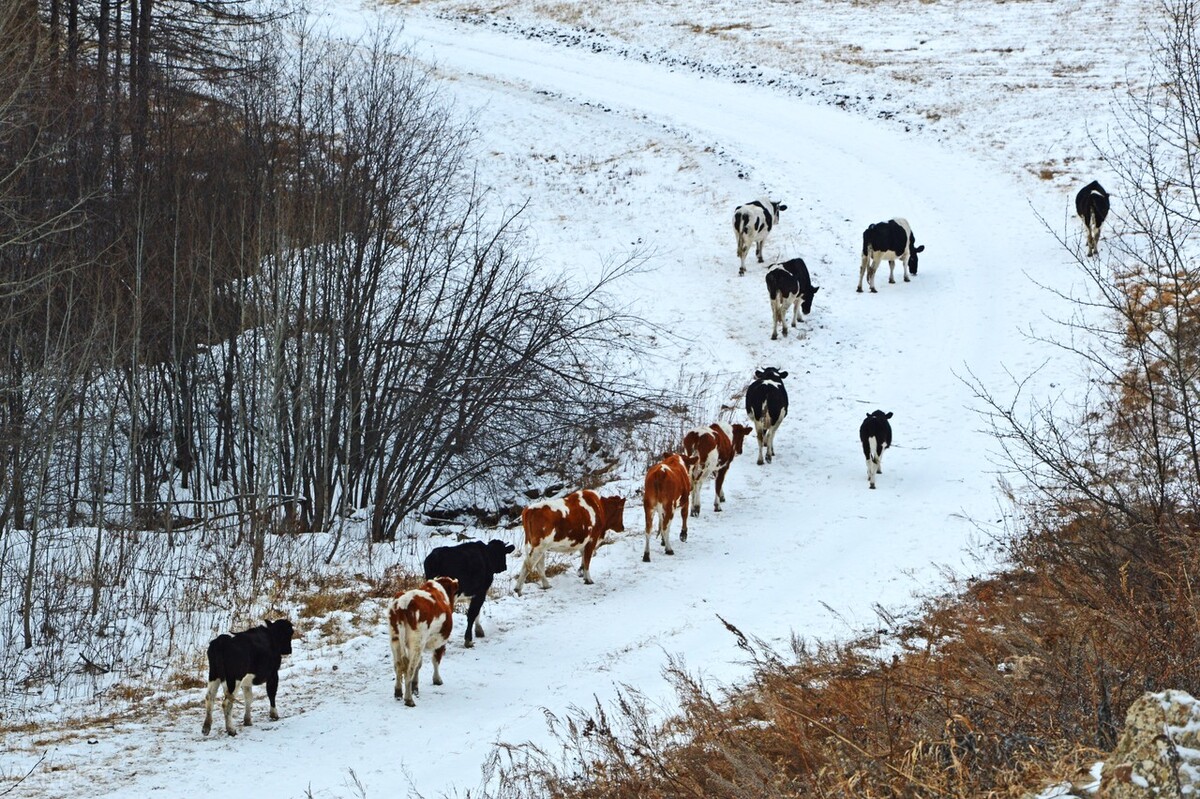 今年确定是冷冬，畜牧业怎么办