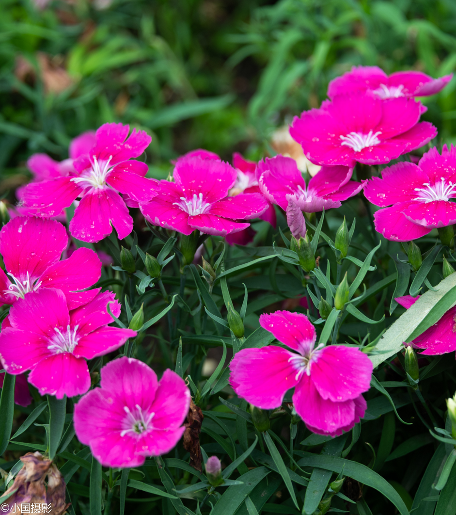 母亲节适合的花推荐,适合母亲节的好看的花