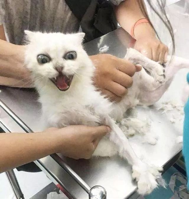 当猫咪剃了毛之后,春天猫咪剃了毛一直发抖