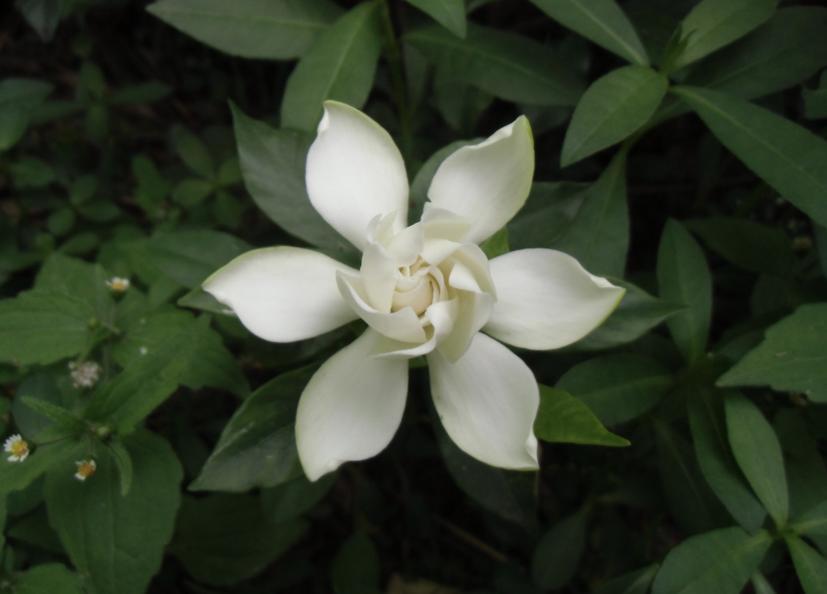 栀子花怎么扦插才能成活率高,栀子花什么时候扦插成活率高