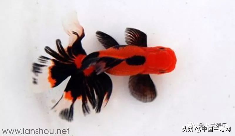 那些企图拿尾巴征服世界的金鱼们