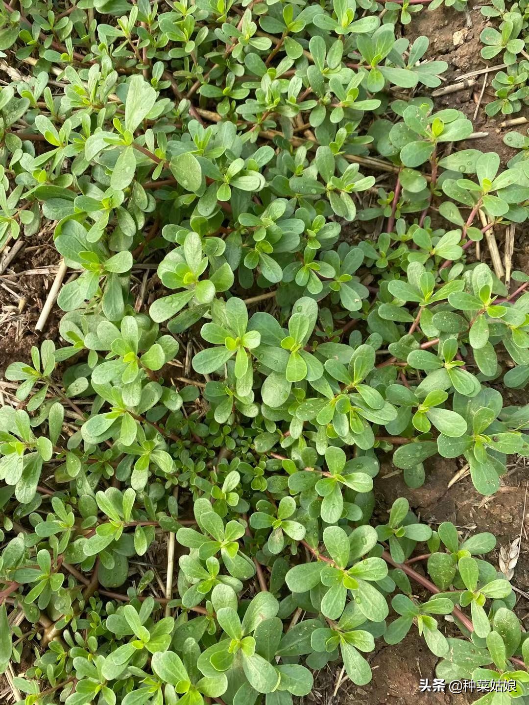 种菜板结最好的方法,种菜土地板结最快解决方法