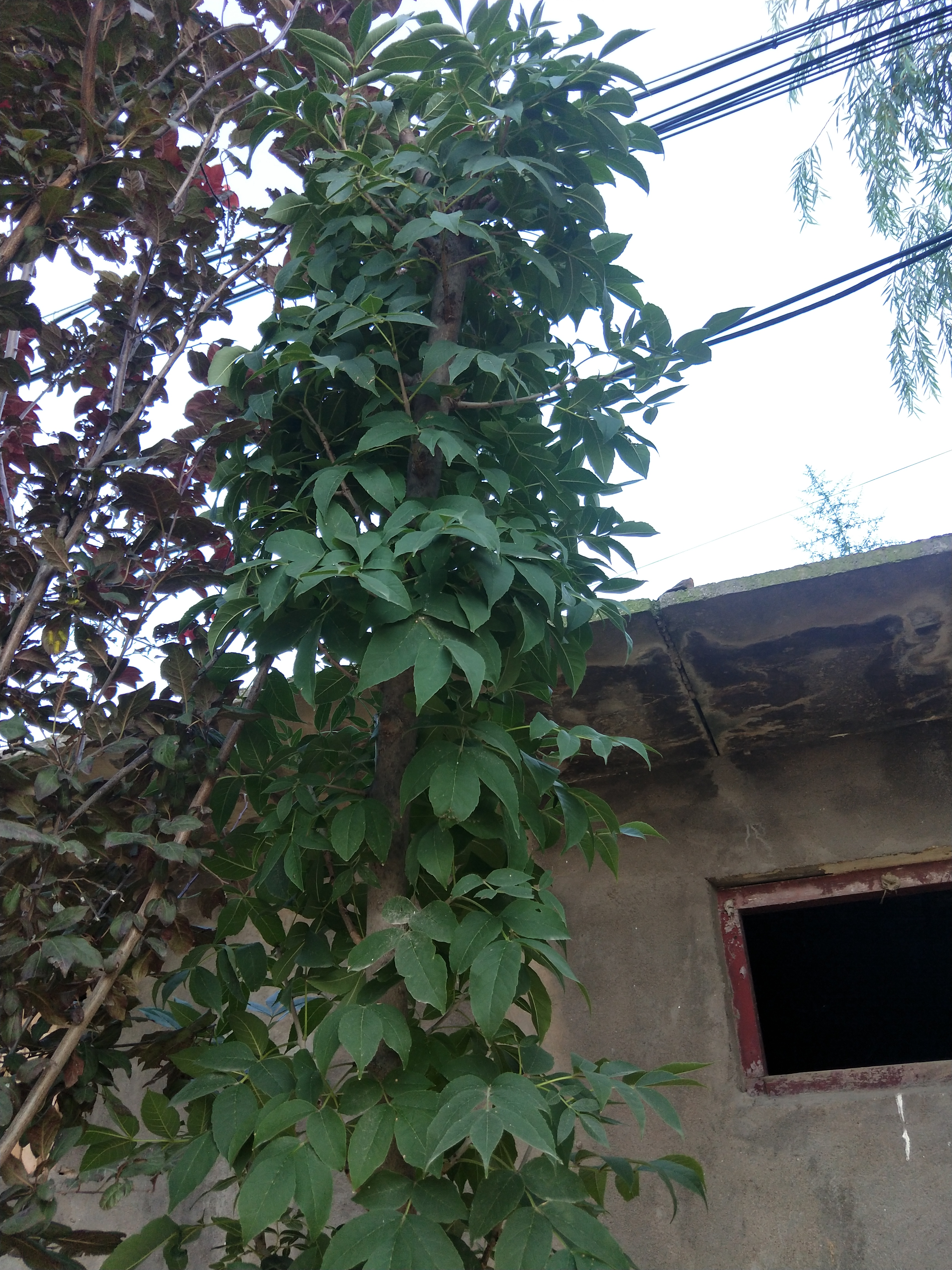 药用植物秦皮,秦皮和秦艽是同一味中药吗