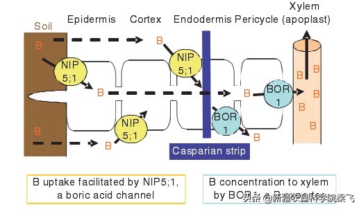 铜锌硼微量元素配比,硼锌钼铜铁锰正确使用方法