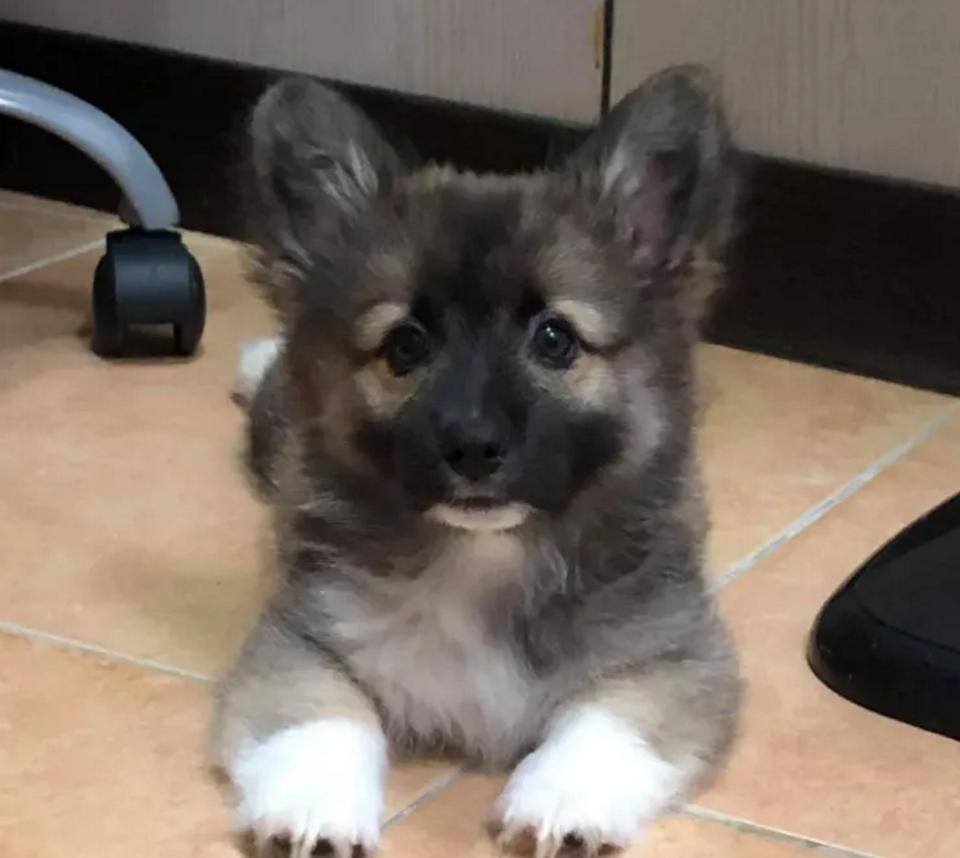 养了只黑色的柯基，一年后却成了“狐狸”，用漂*粉白**洗的？