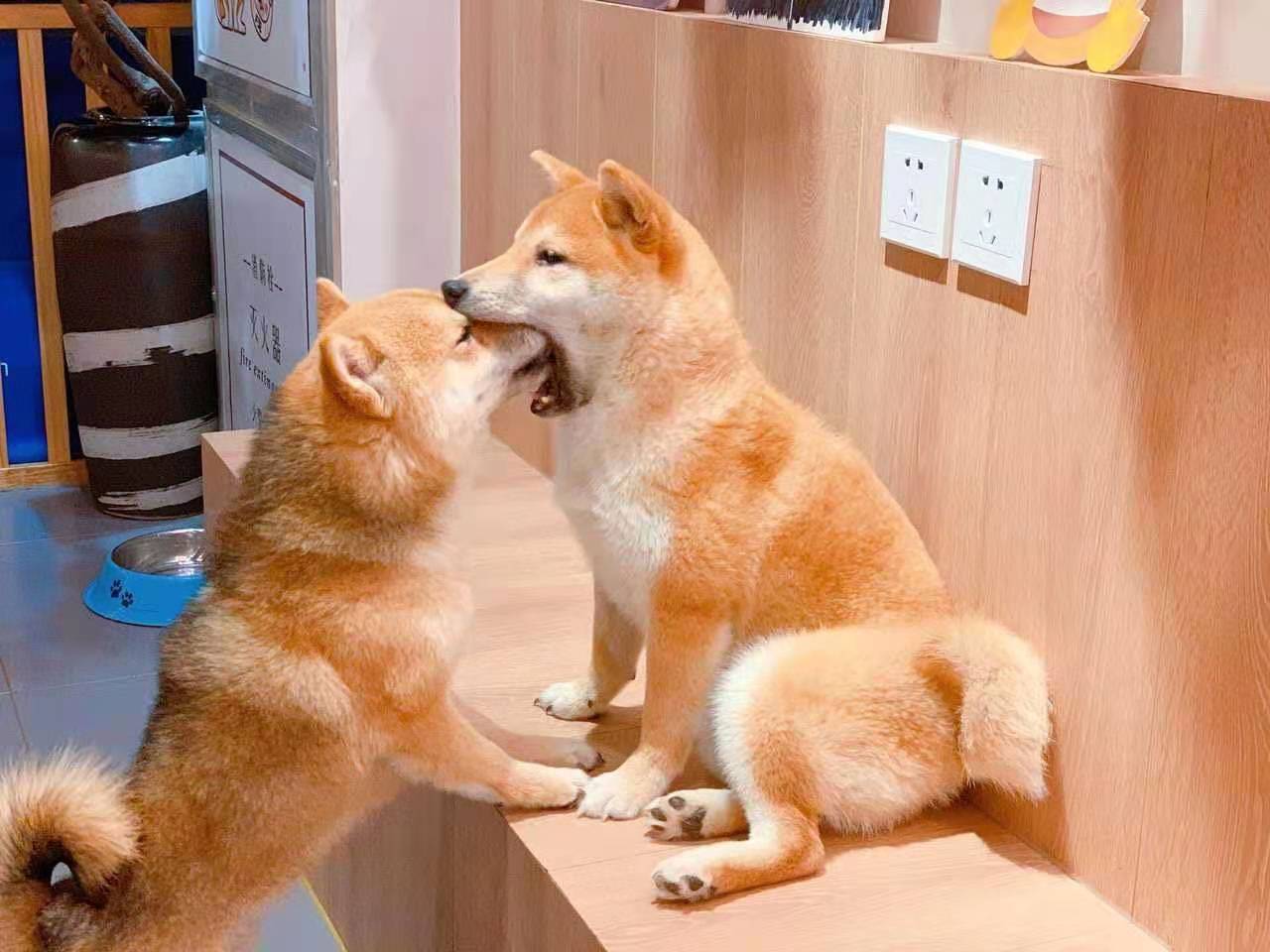 柴犬选购教你挑选纯种柴犬标准,柴犬哪个渠道购买最靠谱