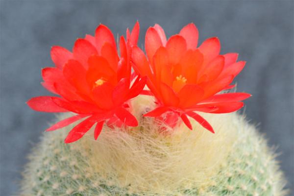 仙人掌开花有多美,仙人掌花开好娇艳