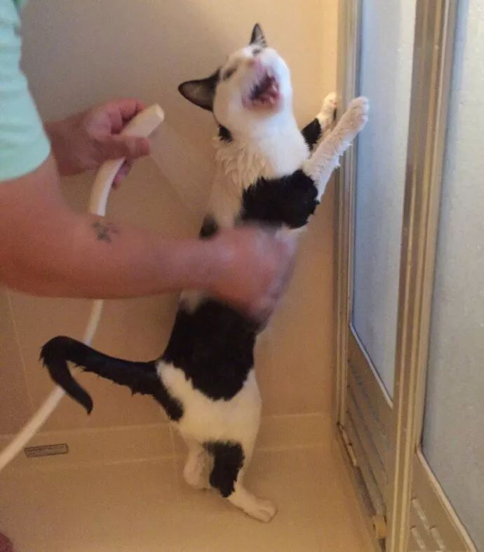 冬天给猫咪洗澡,小狗冬天洗澡注意事项