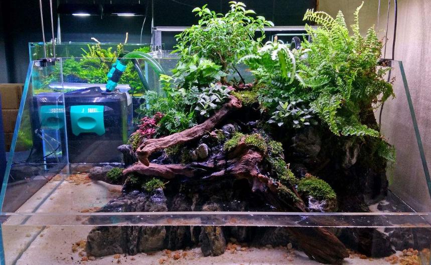 鱼缸内养黄颈侧头龟能长多大,黄头侧颈龟没有鱼缸怎么养