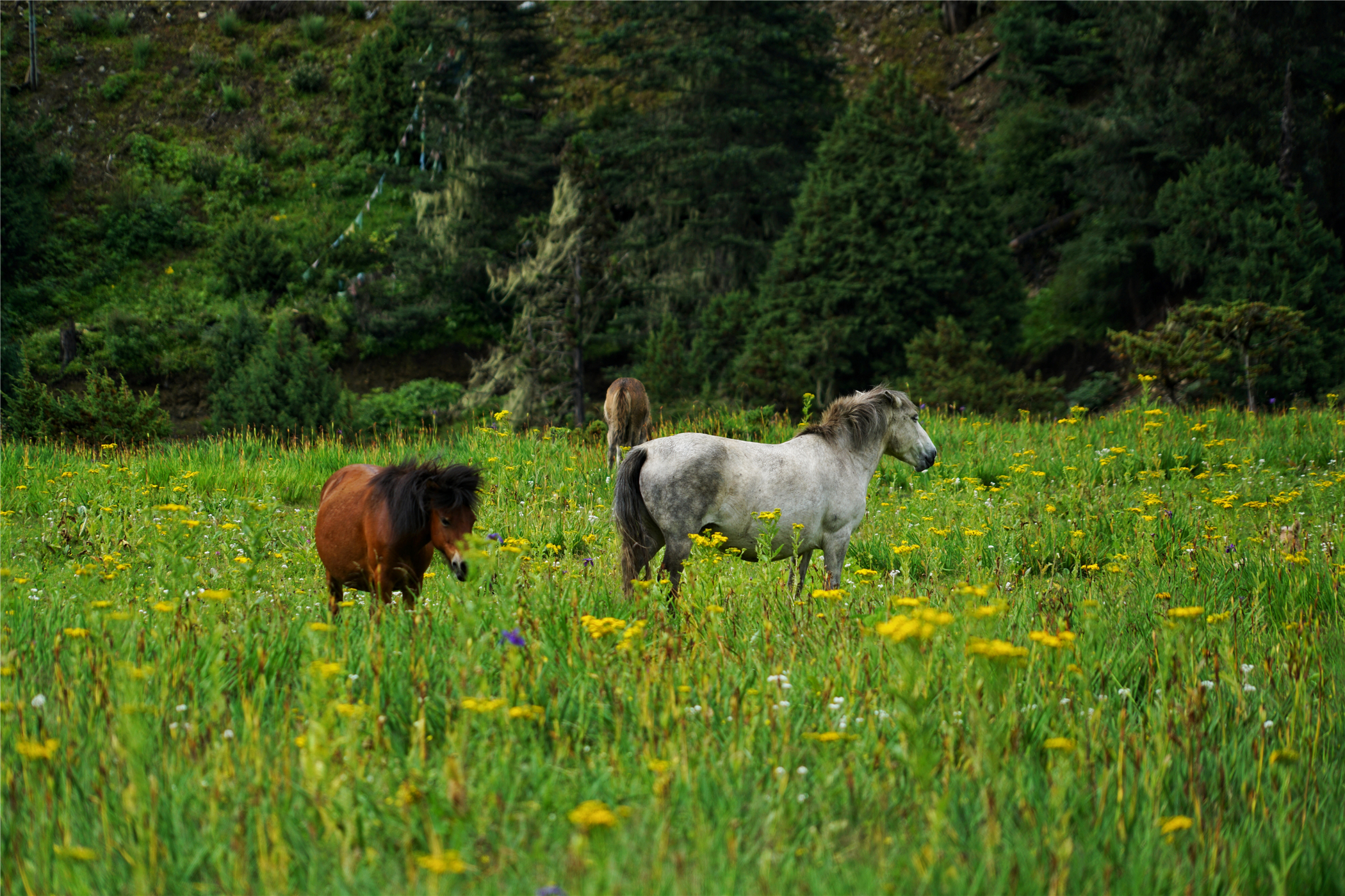 西藏林芝原始森林海拔多高,世界海拔最高原始森林