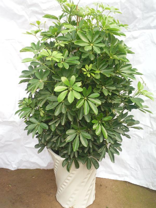 人养花花,人养花花养人哪些花养人