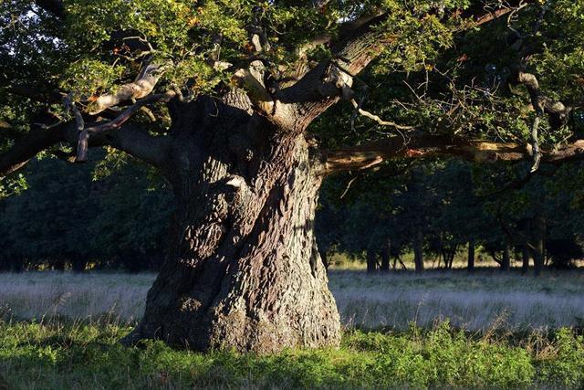苏州家具城土豪桌*局骗**！8万天价桌出厂就9千，原料极像棺材板