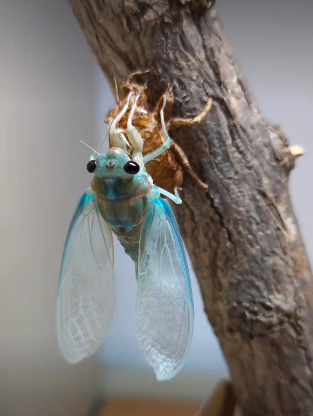 蝉的意象内涵,蝉的禅意人生感悟