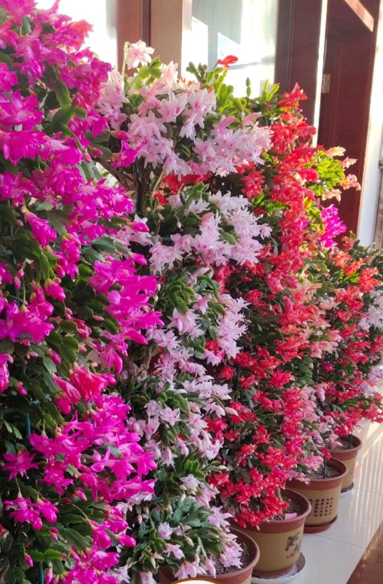 这8种花你不要乱浇水,新手种花品种推荐