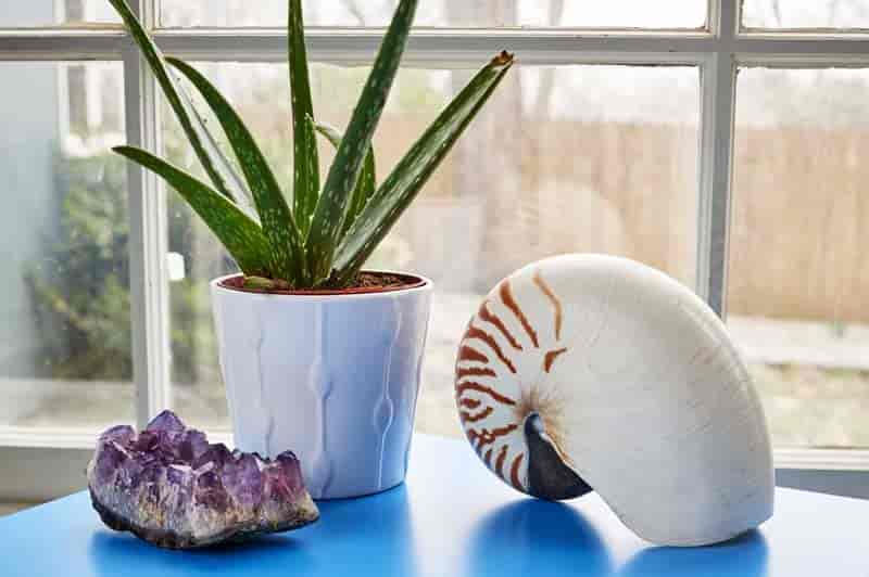 室内耐阴多肉植物推荐,多肉植物耐阴吗