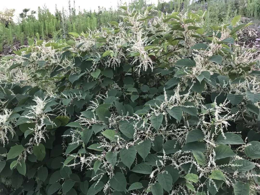 含12生肖的植物名,用十二生肖组成的植物名