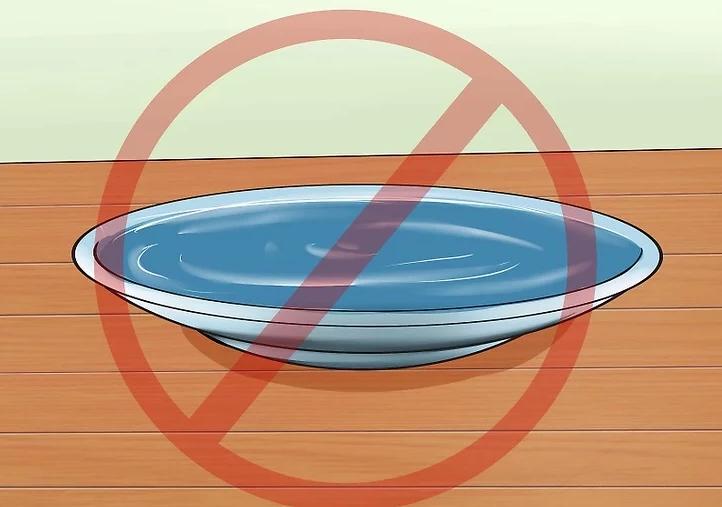 你有没有养过小动物,你有没有想过要养一只猫